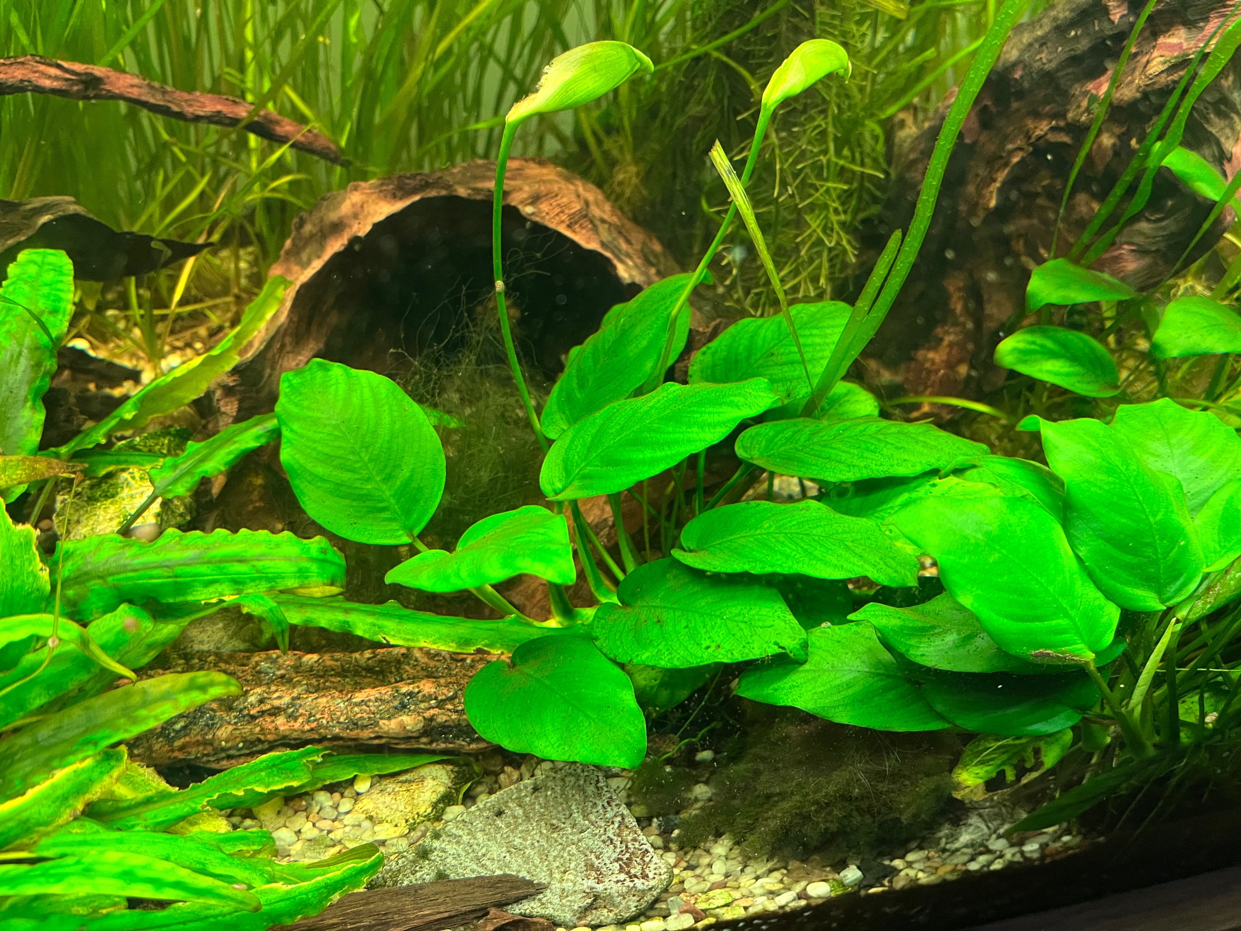 Anubias 7-10 liści