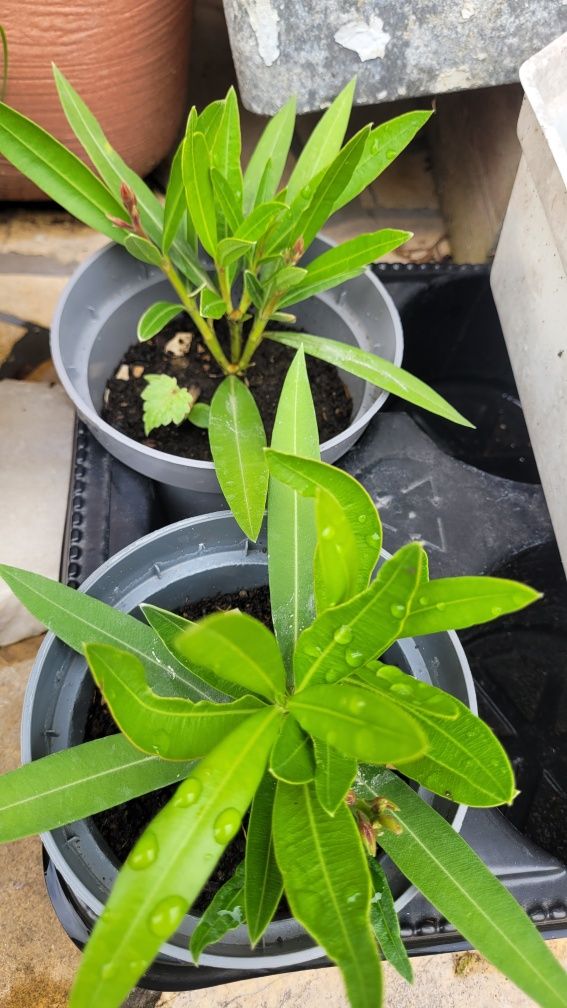 Oleander na kwiciu i inne ogrodowe
