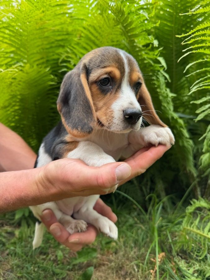Cudowna Beagle sunia z rodowodem wielopokoleniowym
