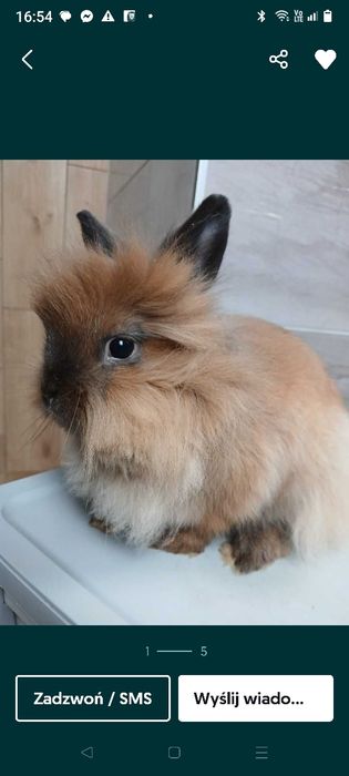 Sprzedam królika z klatką i akcesoriami