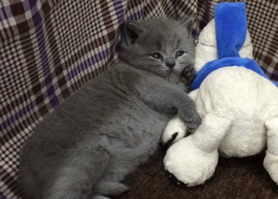 Плюшевые мальчишки с документами, для Вас))