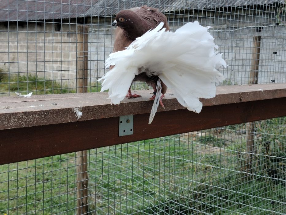 Gołębie ozdobne pawiki/pawik Biały ogon