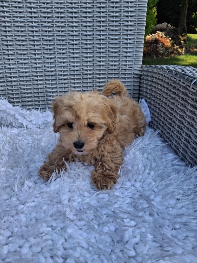 Śliczny Piesek Maltipoo
