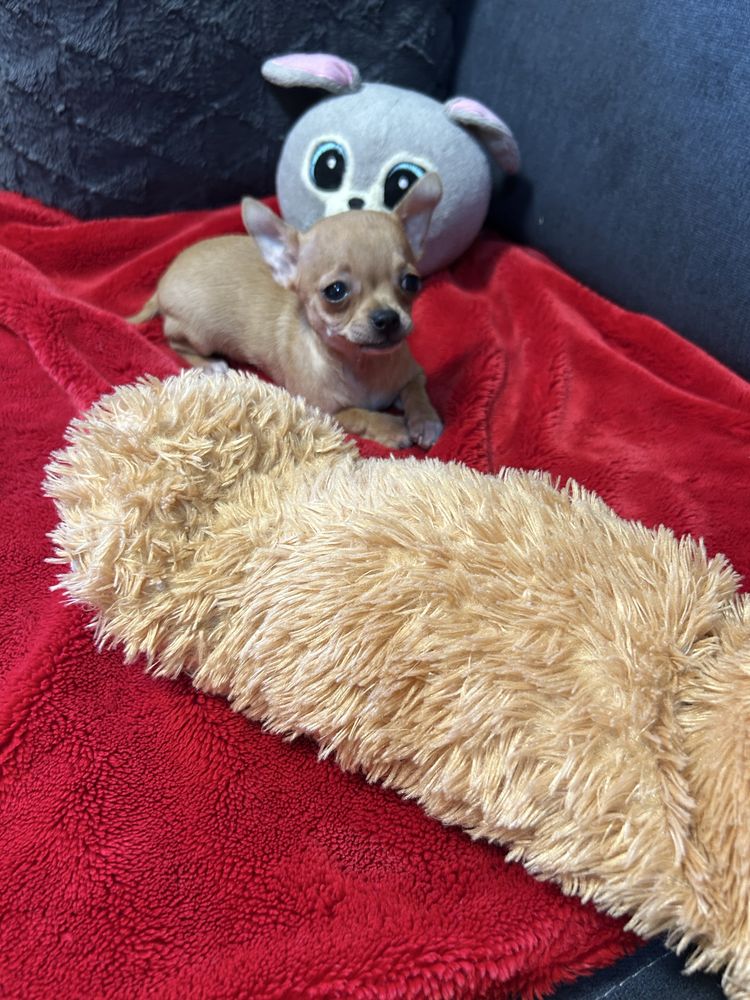 Suczka Chihuahua z rofowodem