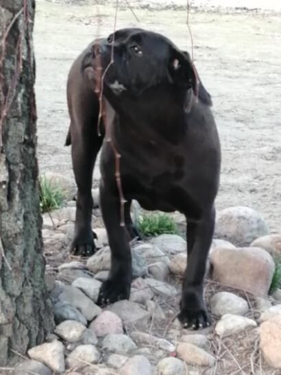 Szczeniak cane corso italiano