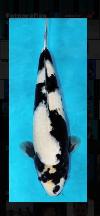 Carpa koi femea shiro utsuri com certificado