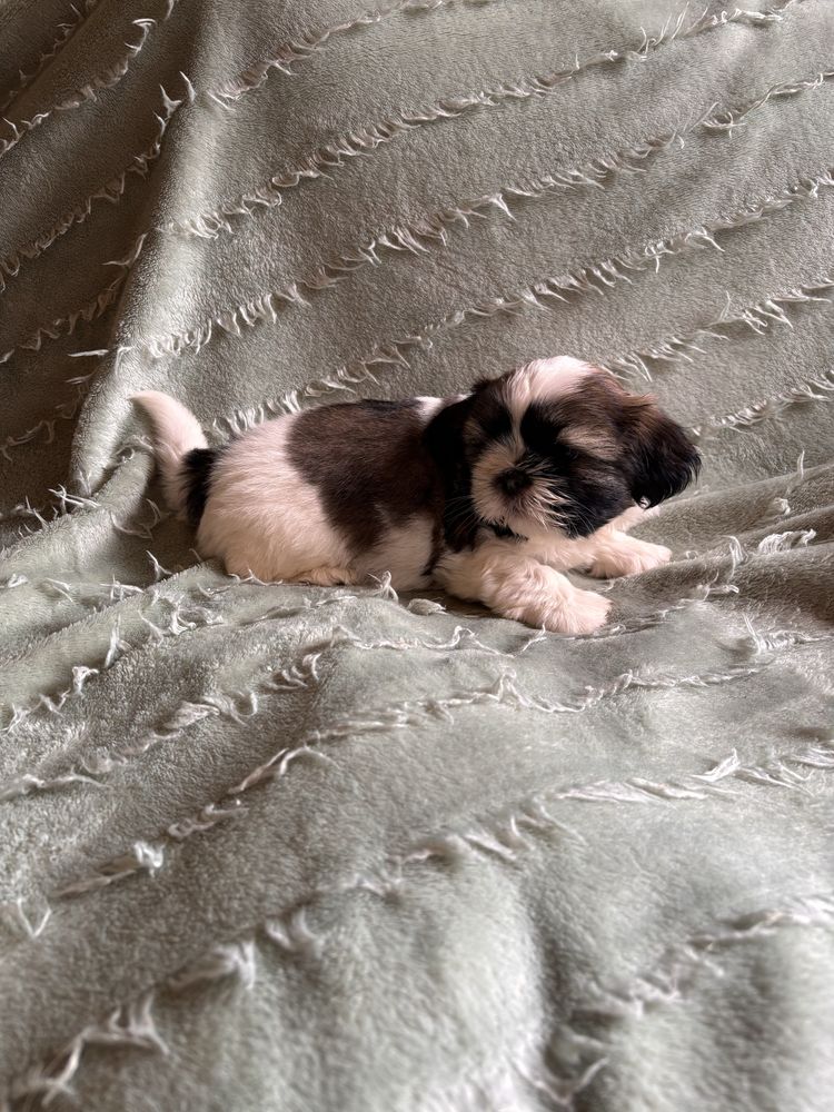 Shih Tzu Suczka.