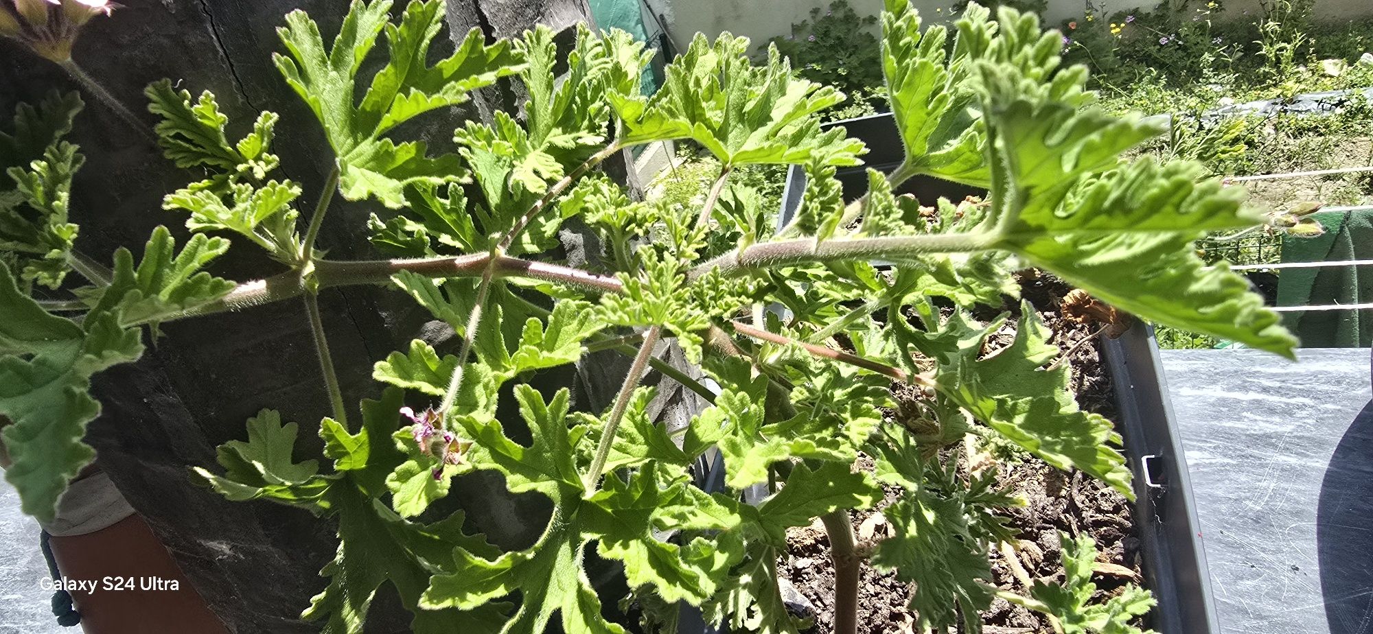 Citronelas adultas.