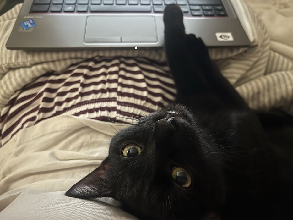 Adoção responsável Lucy