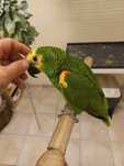 Papagaio amazona aestiva