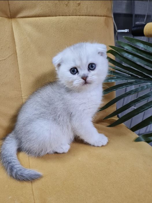 Серебристая шиншилла, срібна шиншила хлопчик шотландский котёнок