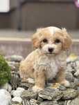 Suczka rasy Maltipoo 8 tyg