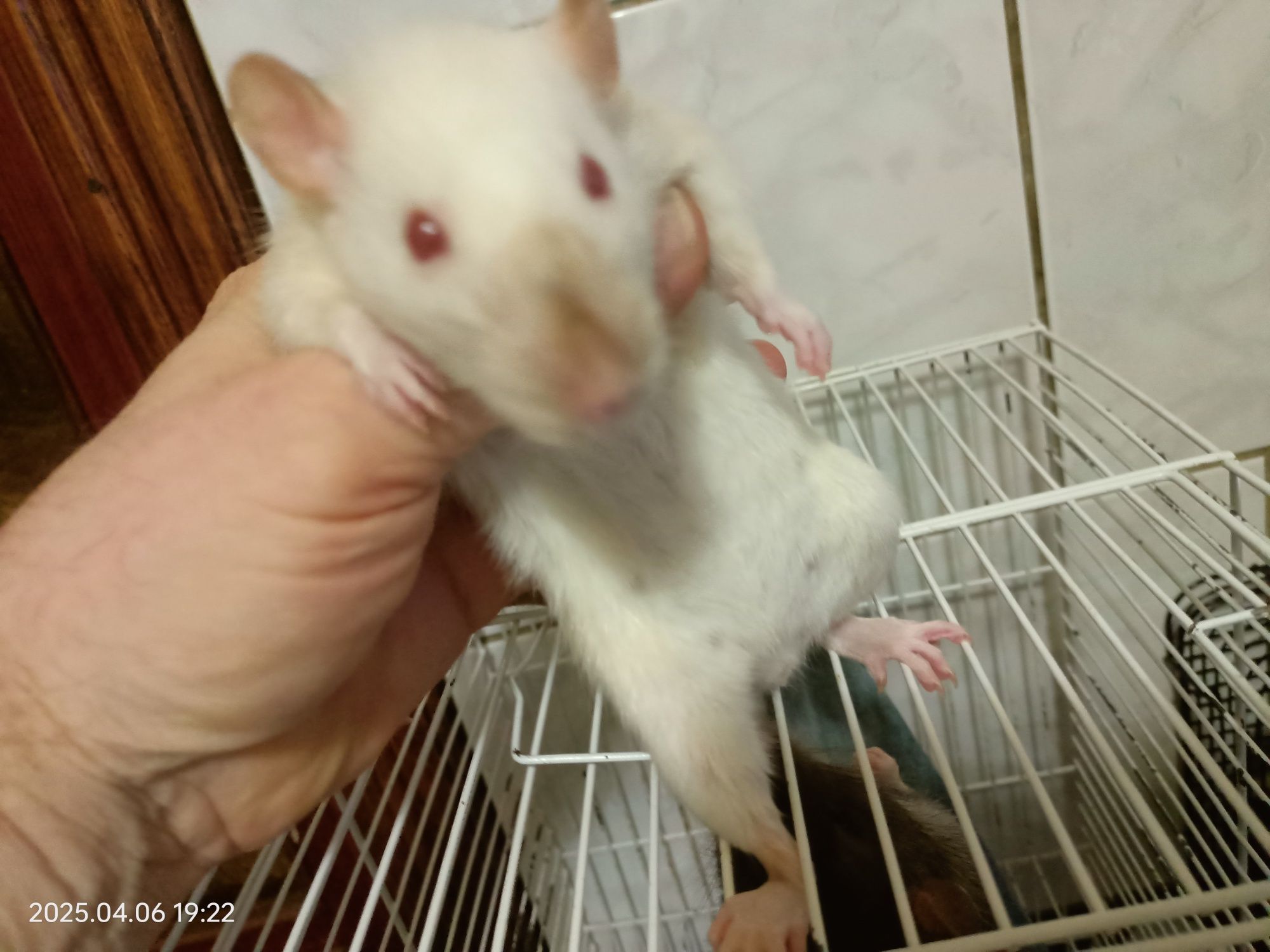 Чарівний білий щурик з кліткою