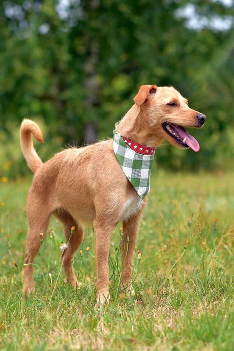 Piesława do odpowiedzialnej adopcji