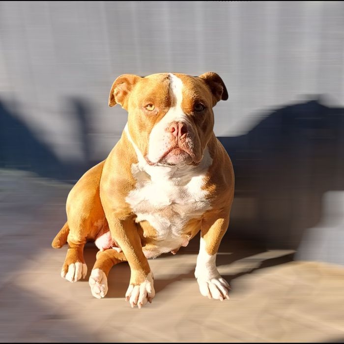 American Bully ABKC suczka