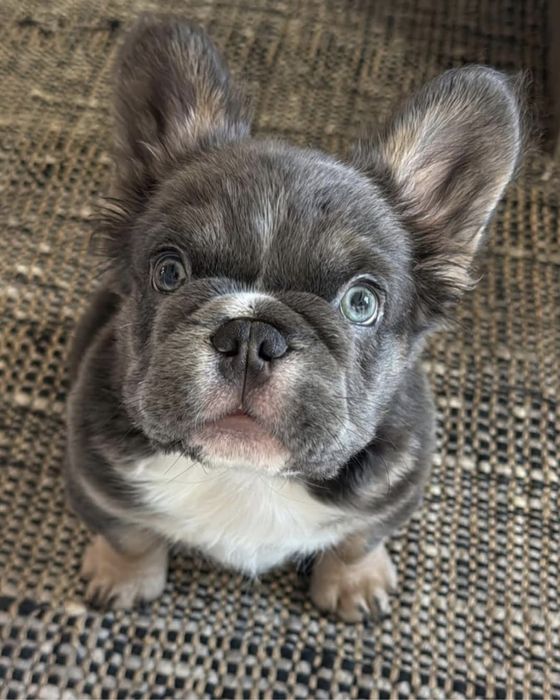 Красавчик пушистый фран;•}