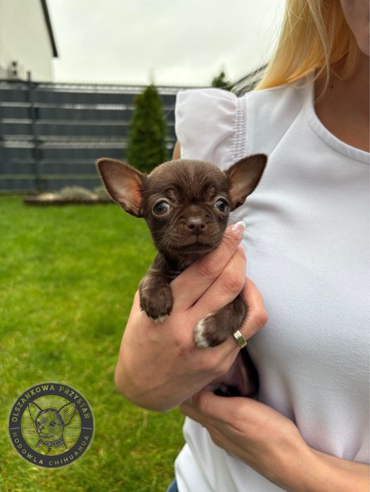 Malutka chihuahua krotkowlosa czekoladowa