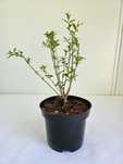 Ligustr (Ligustrum )