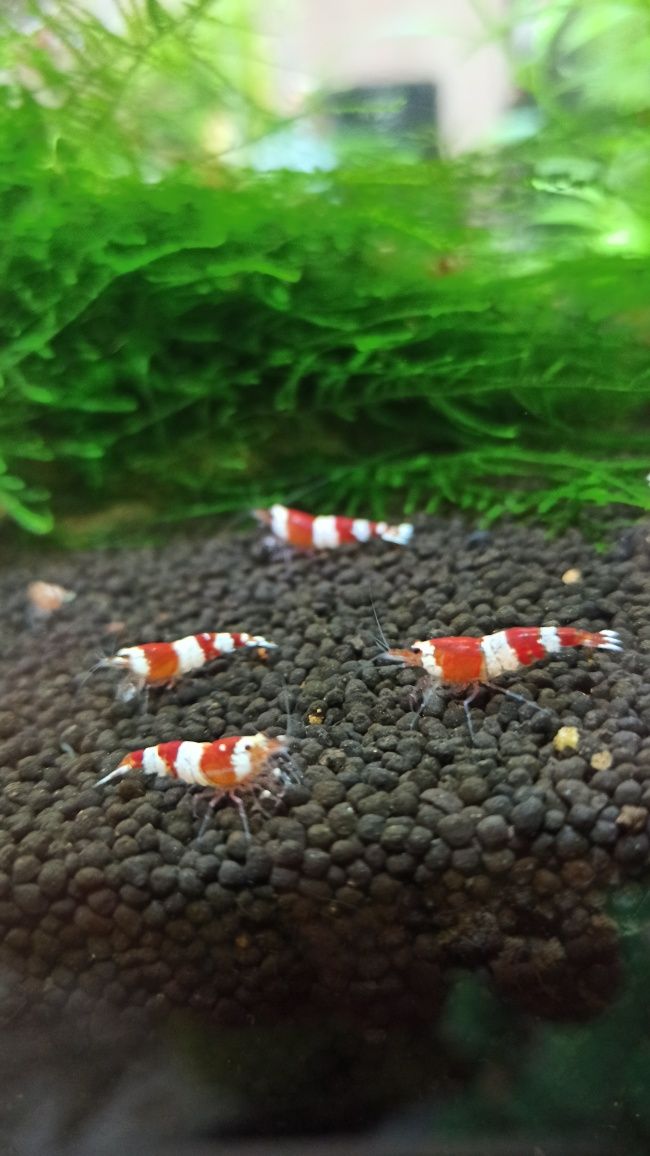 Krewetki Crystal Red