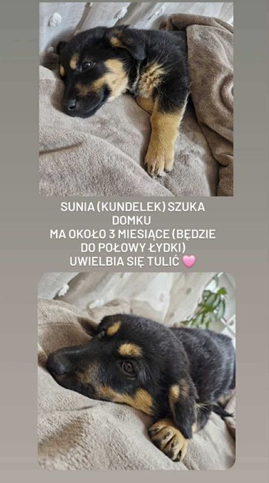 Suczka do adopcji