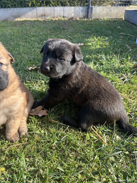 Oddam szczeniaki w dobre ręce