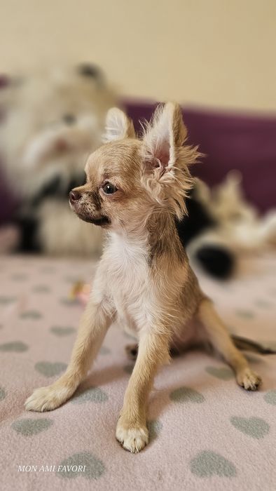 В цього хлопчика неможливо  не закохатись! КСУ