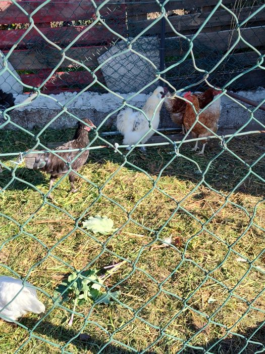 Galinhas novas para desocupar