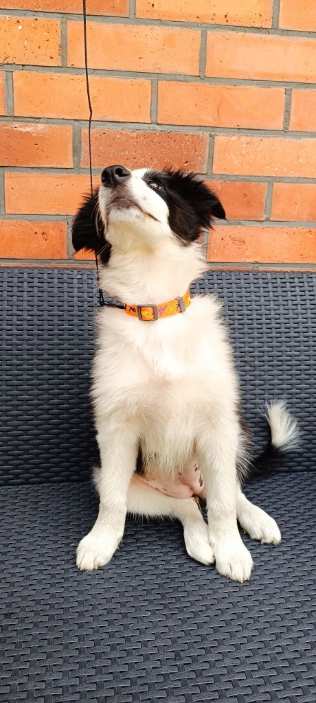Border collie szczeniak suczka