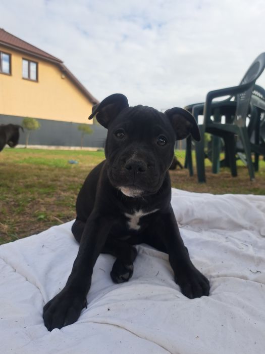 Piękna sunia Pitbull terrier