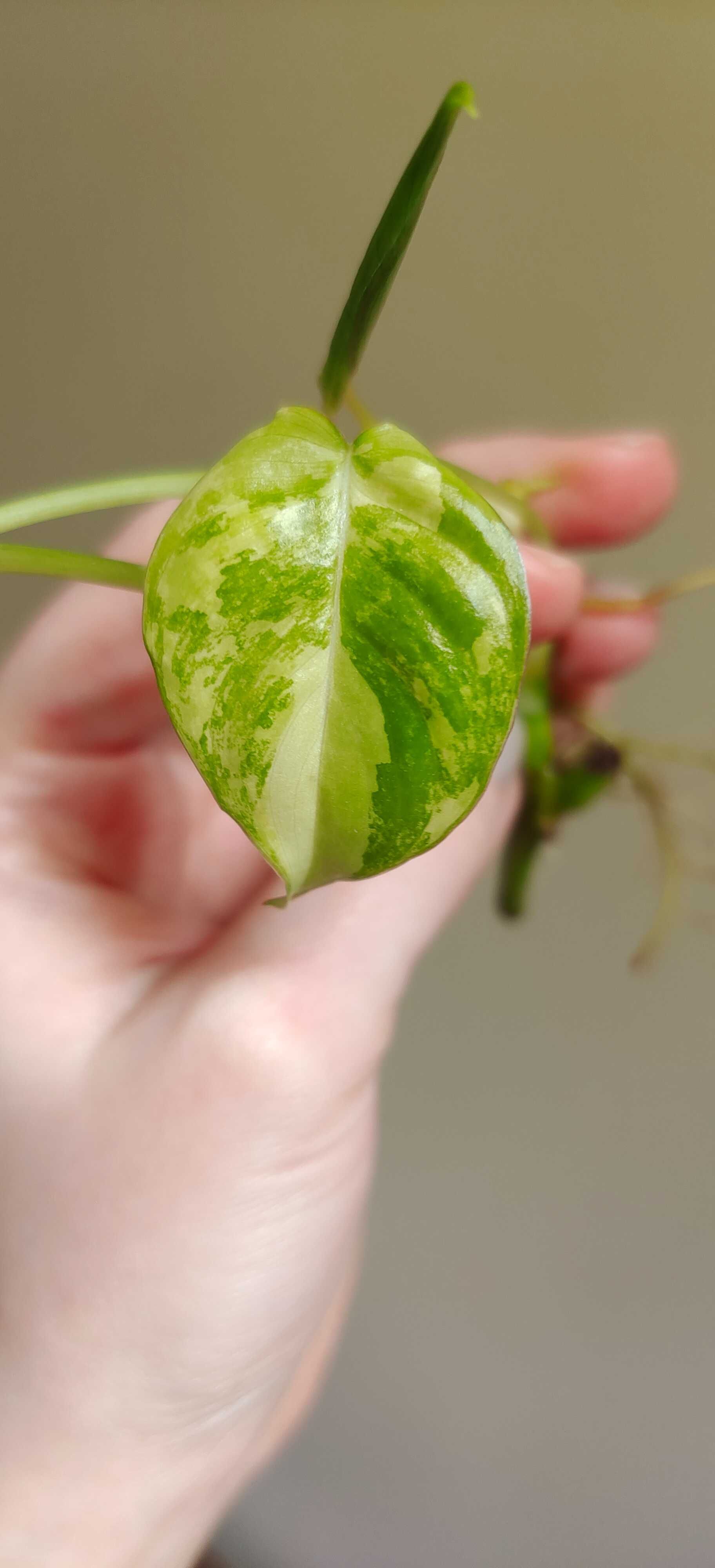 Philodendron Burle Marx variegata