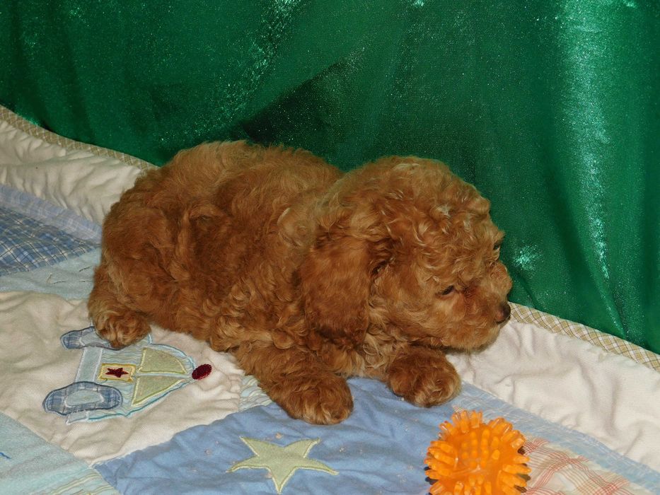 Красуня дівчинка той пудель