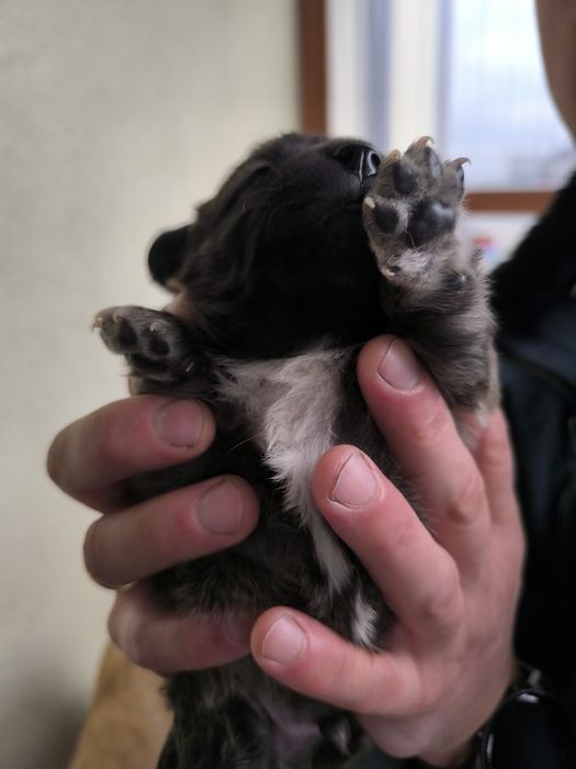 Małe pieski szukają dobrego domu , oddam , za darmo.