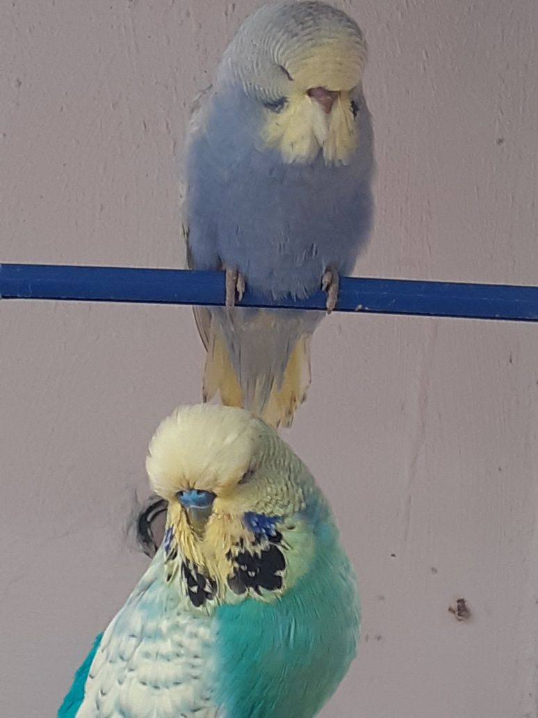 Выставочный волнистый попугай