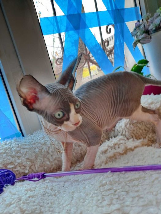 Продаються дуже гарні кошенята - канадські сфінкси .