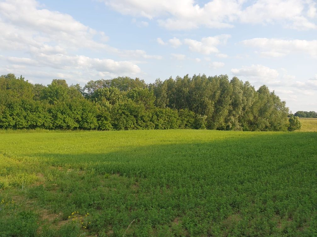 Kozielec, ziemia, działki