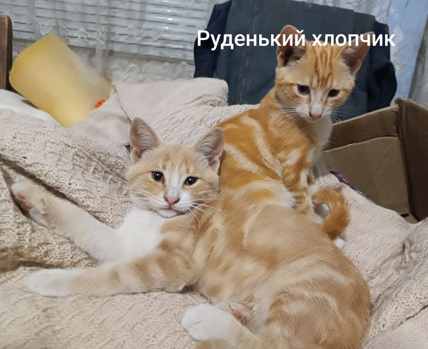 Кошенята шукають сім'ю!