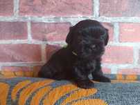 Shih-Tzu piesek!