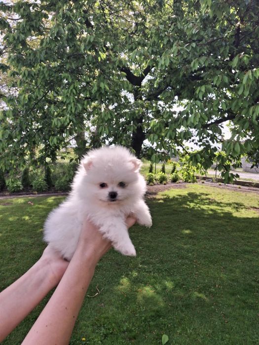 Szpic miniaturowy pomek chlopak