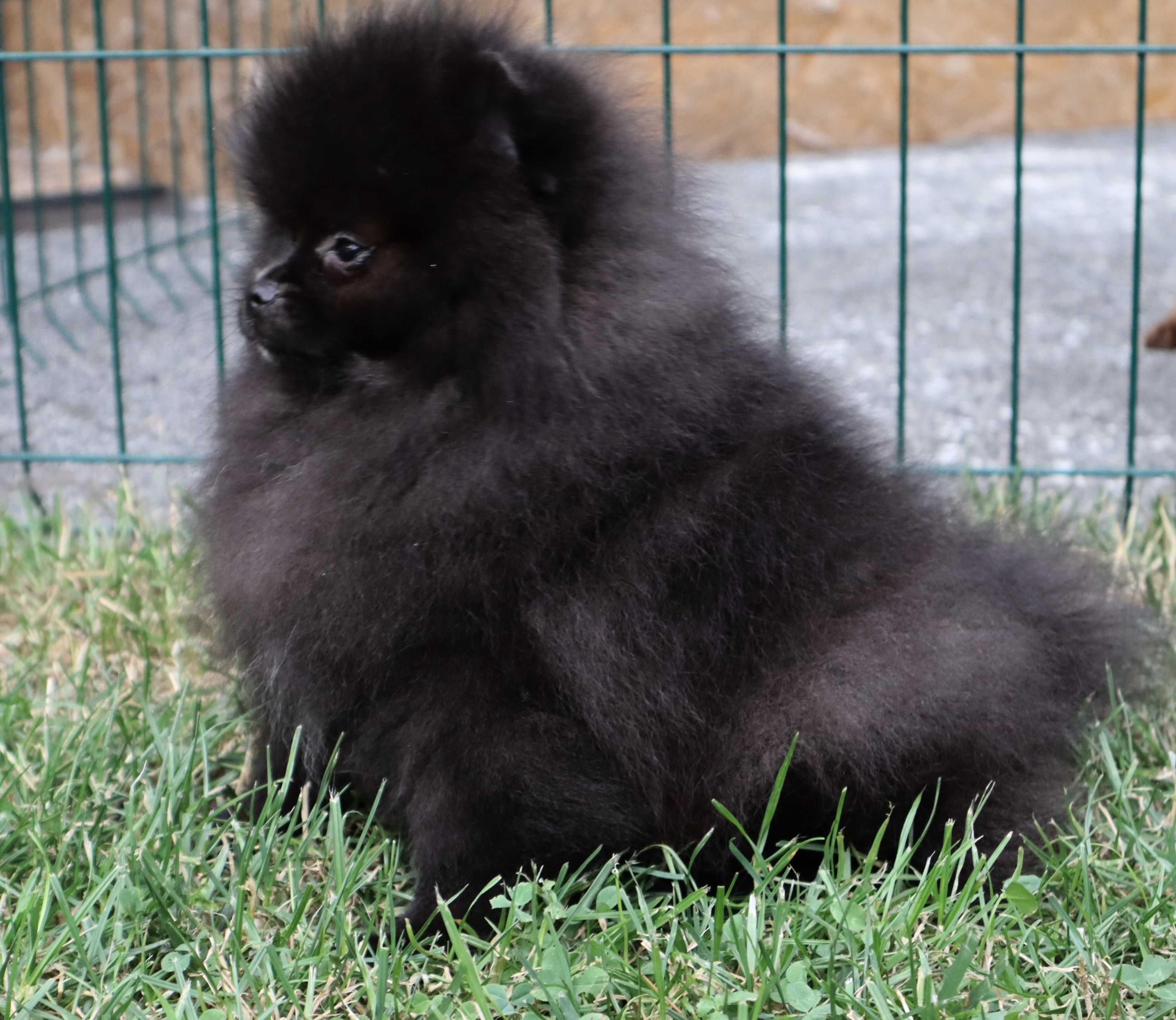 Chłopiec pomeranian