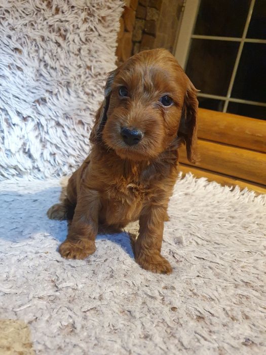 Szczeniak rasy cockapoo