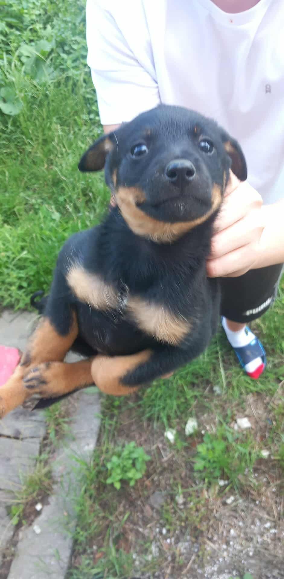 Szczeniaki do adopcjiz pieski, pies