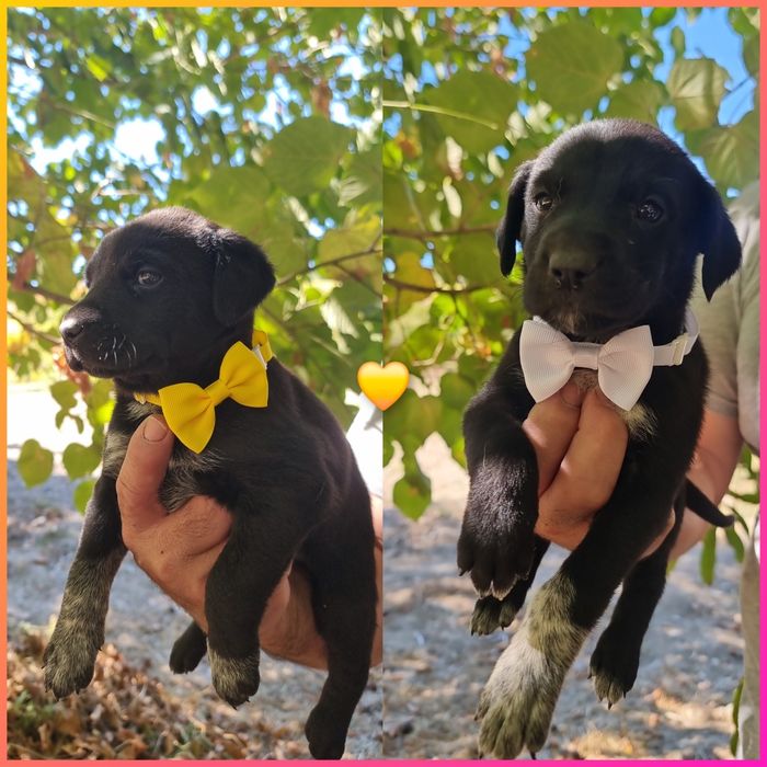 Cachorrinhas para adoção