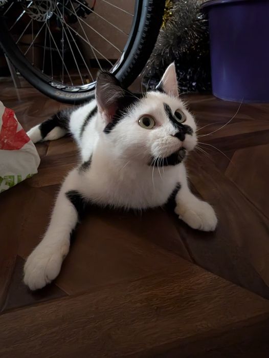 Милый котик ищет дом