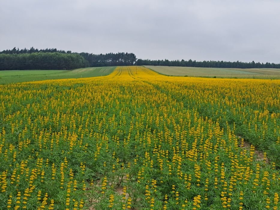 Łubin żółty Salut slodki szerokolistny