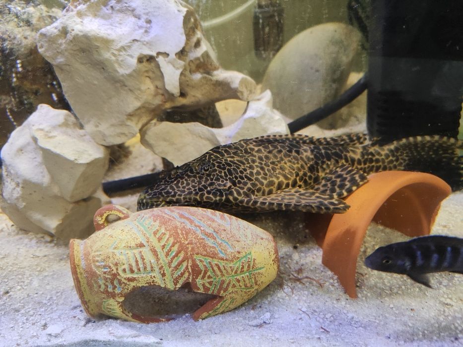 Plecotidos limpa fundos com 40 cm mto bonito castanho e preto