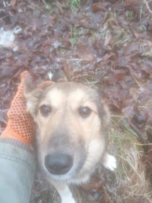 Цуценята вiд Боярського притулку