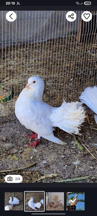 Casal de pombos rabo de leque brancos