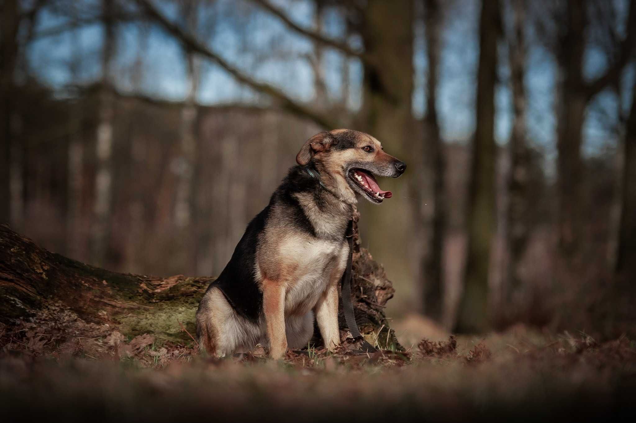 Tuliś szuka domu! mega słodziak do adopcji