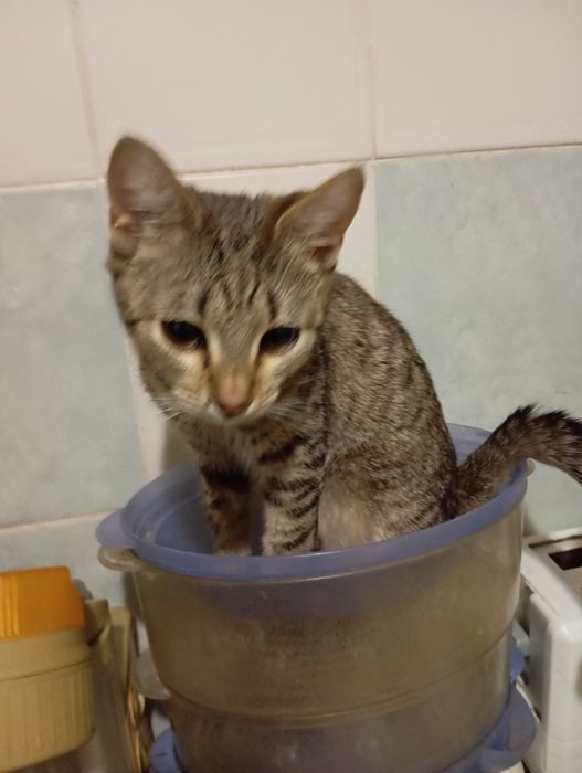 Кошенята дівчатка.6 міс.