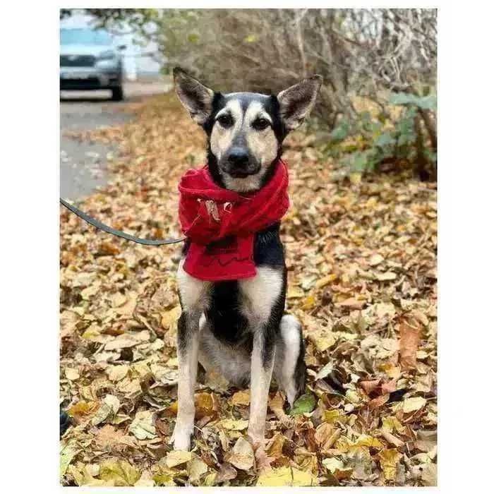 Молодая активная собака Ами